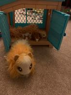 Cavia speelgied met huisje, Ophalen of Verzenden, Overige typen