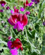 Lathyrus zaden, Zaad, Verzenden