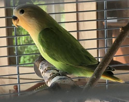 dwergpapegaai om tam te maken - groen, Dieren en Toebehoren, Vogels | Parkieten en Papegaaien, Dwergpapegaai of Agapornis, Geslacht onbekend