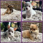 Pomchi pups puppy s pomeriaan x chihuahua pup, Rabiës (hondsdolheid), 8 tot 15 weken, Meerdere, Meerdere dieren