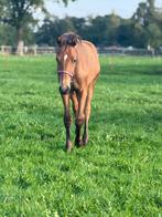 Hengstveulen One Million x Ferdeaux uit Lanta Stam, Dieren en Toebehoren, Paarden, Minder dan 160 cm, Niet van toepassing, Dressuurpaard