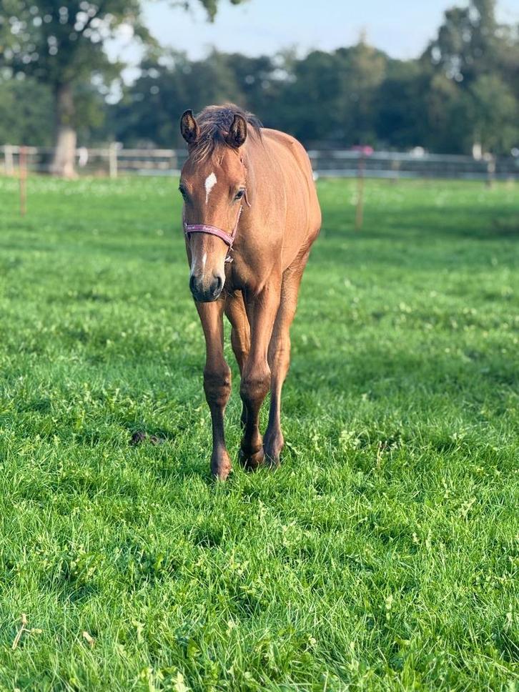 Hengstveulen One Million x Ferdeaux uit Lanta Stam, Dieren en Toebehoren, Paarden, Hengst, Niet van toepassing, Minder dan 160 cm
