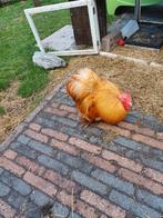 Cochin haantje, Dieren en Toebehoren, Ophalen, Kippenhok of Kippenren