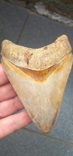 Mooie Megalodon haaientand fossiel uit Indonesie haai, Verzamelen, Mineralen en Fossielen, Ophalen of Verzenden, Fossiel