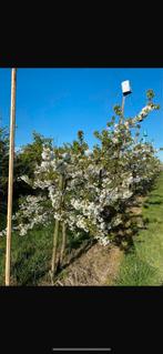 Mooie kersenbomen te koop €89 nú reserveren november ophalen, Ophalen, Bloeit niet, Volle zon, Overige soorten