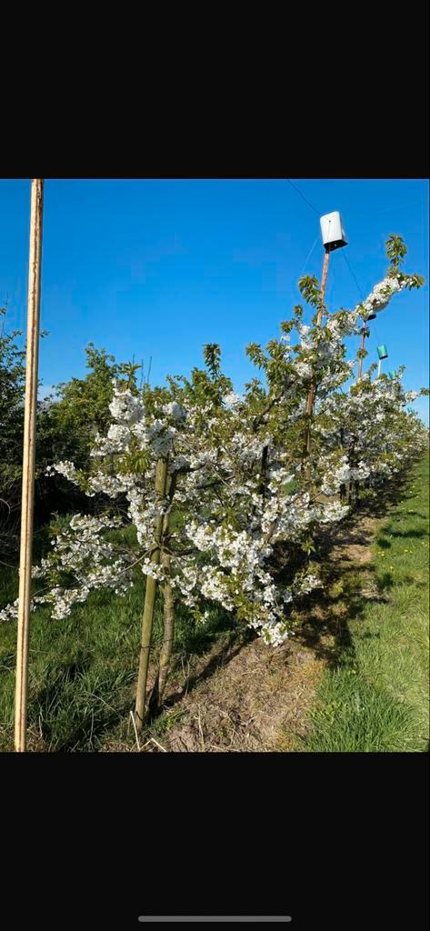 Mooie kersenbomen te koop €89 nú reserveren november ophalen, Tuin en Terras, Planten | Bomen, Overige soorten, Volle zon, Bloeit niet