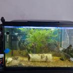 Aquarium incl alle toebehoren en tropische vissen, Dieren en Toebehoren, Ophalen, Gevuld zoetwateraquarium