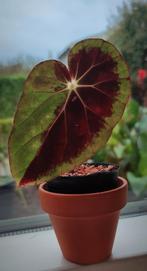 Begonia Burkellii, Ophalen of Verzenden, Halfschaduw, Minder dan 100 cm