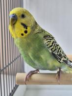 Koppel opaline aqua/blauw grasparkieten, Meerdere dieren, Parkiet