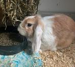 Lief tam dwergkonijntje, Dieren en Toebehoren, Konijnen, Vrouwelijk, Dwerg, Hangoor, 0 tot 2 jaar