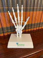 Anatomisch model hand, Ophalen of Verzenden