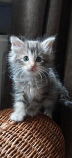 Leuke, lieve, sociale  Noorse boskat kittens, Dieren en Toebehoren, Meerdere dieren