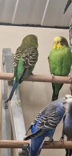 Tt waardige groene grasparkieten, Dieren en Toebehoren, Vogels | Parkieten en Papegaaien, Meerdere dieren, Parkiet