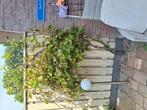 Grote druiven plant winter hart, Ophalen, Overige soorten