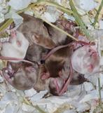 Kleurmuizen siamees splash fox satijn langhaar, Dieren en Toebehoren, Knaagdieren, Muis, November, Meerdere dieren, Tam