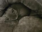 Britse korthaar kittens, Dieren en Toebehoren, Katten en Kittens | Overige Katten, Meerdere dieren