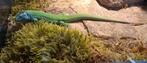 Lacerta agilis boemica NK2025 Zeldzaam, Dieren en Toebehoren, Hagedis, 0 tot 2 jaar