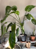 Grote kamerplant. Strelitzia Nicolai incl. pot, 100 tot 150 cm, Overige soorten, In pot, Groene kamerplant