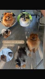 Laatst beschikbare Pomeriaan reutje te koop, Keeshond, Reu, 8 tot 15 weken, Parvo