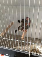 Zebravinken split charcoal, Dieren en Toebehoren, Vogels | Overige Vogels, Meerdere dieren