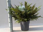 Japanse IJzervaren - Polystichum tsussimense - Potmaat 24, Groene kamerplant, Verzenden, Halfschaduw, Minder dan 100 cm