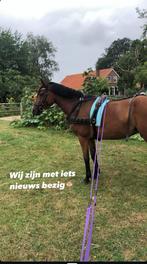 Mentuig cob/full beleren, Dieren en Toebehoren, Ophalen of Verzenden, Gebruikt, Overige soorten