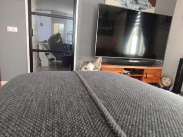 Prachtig mix kitten 5mnd beschikbaar voor biedingen