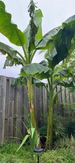 Musa basjoo & Colocasia ‘Pink China stekjes te koop, Tuin en Terras, Planten | Tuinplanten, Vaste plant, Halfschaduw, Zomer, Ophalen