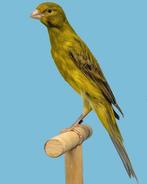 Gezocht enkele Llarguet Español, Dieren en Toebehoren, Vogels | Kanaries, Meerdere dieren, Kleurkanarie