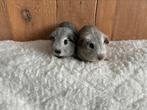 2 prachtige cavia beren. Zilveragouti, Cinnamonagouti, Mannelijk, Cavia, Na 1 juli 2024