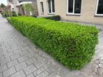Gratis ligusterhaag, Ophalen, Liguster, Haag, 100 tot 250 cm