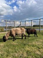 Suffolk schapen | Volwassen ooi met jong, Dieren en Toebehoren, Vrouwelijk, Schaap, 0 tot 2 jaar