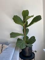 Ficus lyrata plant inclusief pot, Huis en Inrichting, Ficus, Halfschaduw, Ophalen