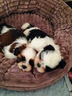 Raszuivere shihtzu pups met stamboom, Parvo, Overige rassen, 8 tot 15 weken, Meerdere