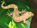 Rouwgecko gekko Lepidodactylus lugubris, Hagedis, Tam, 0 tot 2 jaar