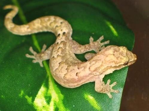 Rouwgecko gekko Lepidodactylus lugubris, Dieren en Toebehoren, Reptielen en Amfibieën, Hagedis, 0 tot 2 jaar, Tam
