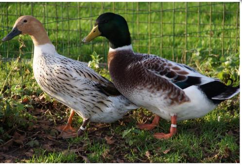 Streicher eend - broedeieren-, Dieren en Toebehoren, Pluimvee, Eend