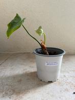 Philodendron gloriosum (1), Huis en Inrichting, Kamerplanten, Ophalen of Verzenden, Overige soorten, Minder dan 100 cm
