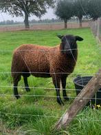 Dekram, Dieren en Toebehoren, Schapen, Geiten en Varkens, Mannelijk, Schaap, 0 tot 2 jaar