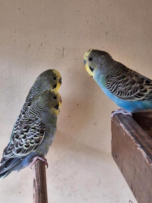 Jonge grasparkieten, Dieren en Toebehoren, Vogels | Parkieten en Papegaaien, Parkiet, Mannelijk, Tam