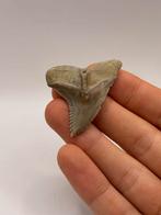 Haaientand Hemipristis Serra 5 centimeter, Verzamelen, Mineralen en Fossielen, Ophalen of Verzenden, Fossiel