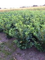 Novita laurier actie!!, Tuin en Terras, Planten | Struiken en Hagen, Ophalen, Laurier, 100 tot 250 cm