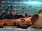Vieja Argentea Cichliden, Dieren en Toebehoren, Vissen | Aquariumvissen, Vis, Zoetwatervis