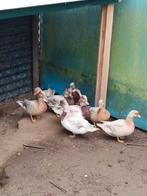 Kwakers te koop, Dieren en Toebehoren, Pluimvee, Meerdere dieren, Eend
