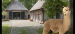 Kom je ook eens met alpacas wandelen bij Alpaca Top Dutch., Dieren en Toebehoren, Overige Dieren, Juni, Meerdere dieren
