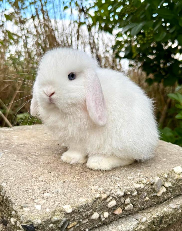 Bew (wit blauwoog) minilop ram, gevaccineerd, Dieren en Toebehoren, Konijnen, Dwerg, Mannelijk