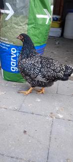 Barnevelder kriel hen en wyandotte kriel hen., Dieren en Toebehoren, Pluimvee, Vrouwelijk, Kip