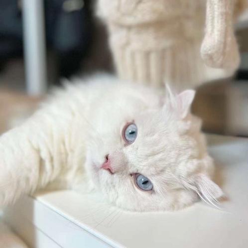 Kat Louis & Poes Mimi & Neakasa M1 Robot Kattenbak, Dieren en Toebehoren, Katten en Kittens | Raskatten | Langhaar, Kater, 0 tot 2 jaar