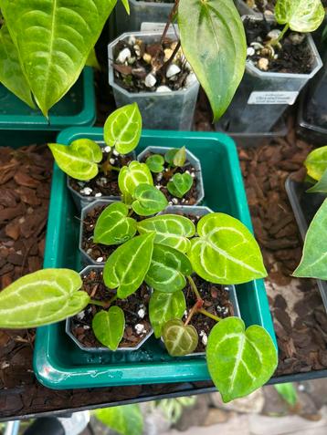 Anthurium Michelle x NoID seedlings beschikbaar voor biedingen