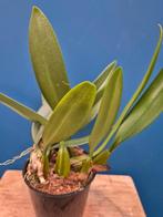 Orchidee Bulbophyllum Elizabeth Ann p12